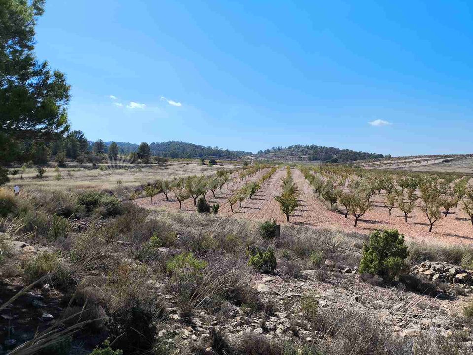 Helårsgrund i Jumilla, Murcia - foto 3